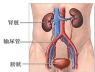 腎炎