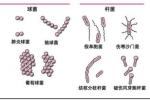 科羅拉多蜱熱