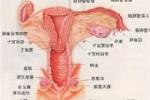 外陰梅克爾細胞癌
