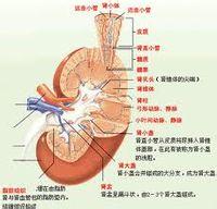 四氯化碳中毒