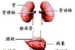 小兒尿石癥