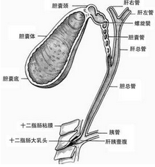 急性結石性膽囊炎