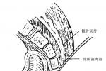 尾骨骨折與脫位