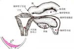 子宮內膜薄