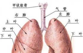 肺炎衣原體感染