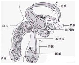 尿道綜合征