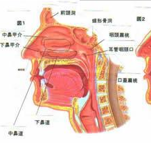 咽炎