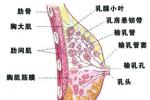 乳腺炎