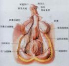 陰莖纖維性海綿體