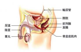 尿瘺