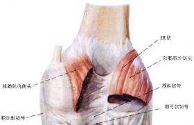 膕肌腱損傷