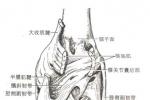 膕肌腱損傷