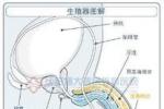 精索靜脈曲張