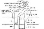 小兒尿路梗阻