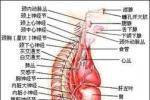肌張力異常 肌張力異常