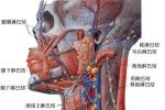 腮腺惡性腫瘤