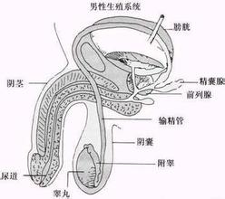 男性生殖器外傷