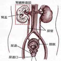 妊娠合並急性腎盂