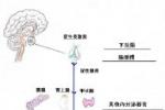 妊娠合並急性腎盂