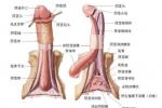 陰莖陰囊象皮腫