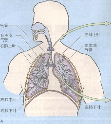 支氣管哮喘