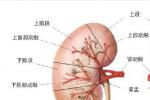 腎臟損傷