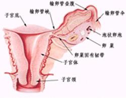 卵巢妊娠