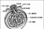 急性腎小管壞死