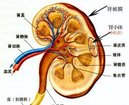 輸尿管結核