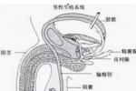 小兒腎結核