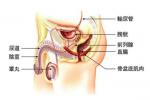 先天性前尿道瓣膜