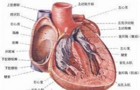 新生兒心肌炎