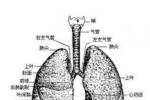 肺熱咳嗽