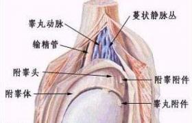 陰囊炎性癌