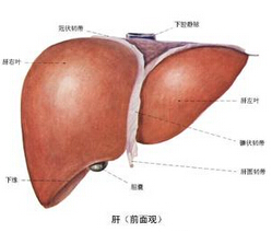 肝血管瘤