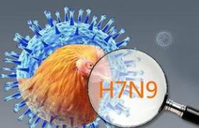 H7N9禽流感