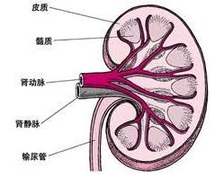 單純腎異位