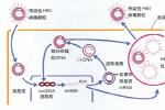 慢性乙型肝炎