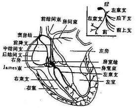 心臟神經官能癥