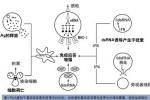 原發性腹膜癌