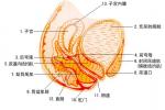 子宮內膜炎