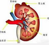 小兒急性腎小球腎炎