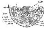 混合性厭氧菌感染