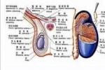 精囊惡性腫瘤