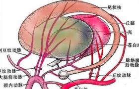 急性應激反應