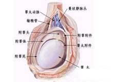 陰囊壞疽