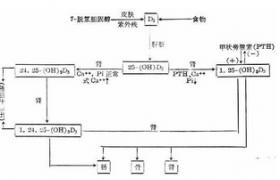 維生素D缺乏病