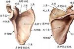 肩胛骨體部骨折