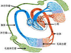 淋巴炎