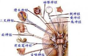 進行性延髓麻痹